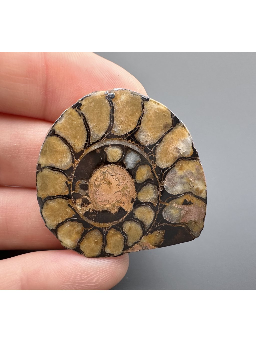 Amonit 3,3cm – Maroko