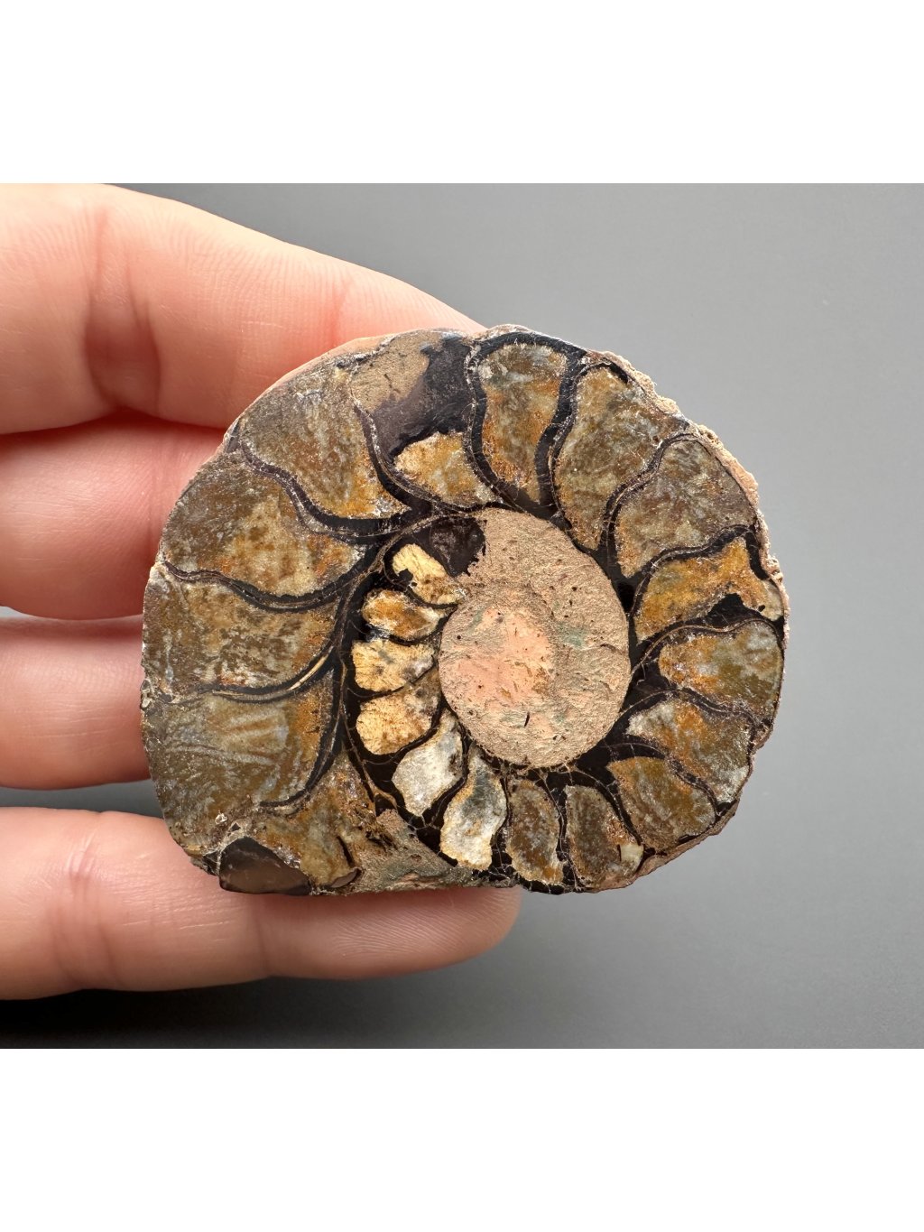 Amonit 5,1cm – Maroko