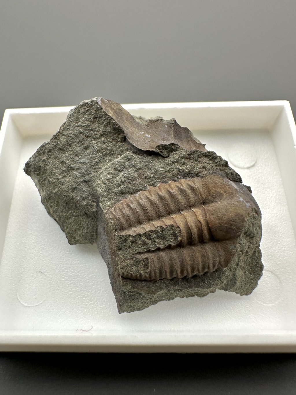 Trilobit Ellipsocephalus hoffi – Jince, ČR