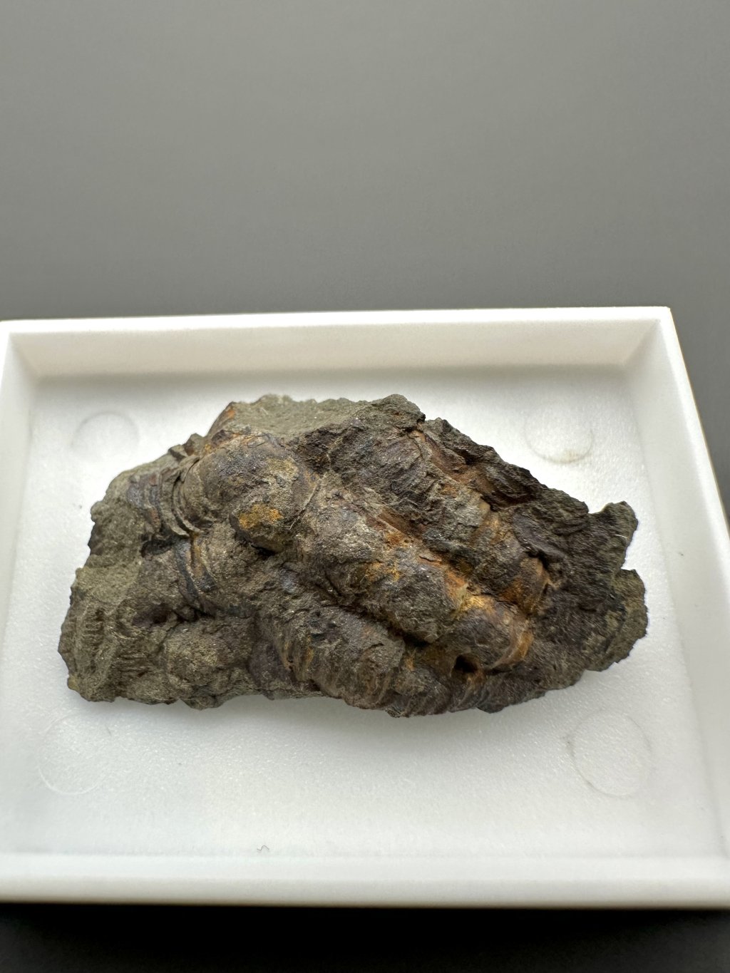 Trilobit Ellipsocephalus hoffi – Jince, CZ