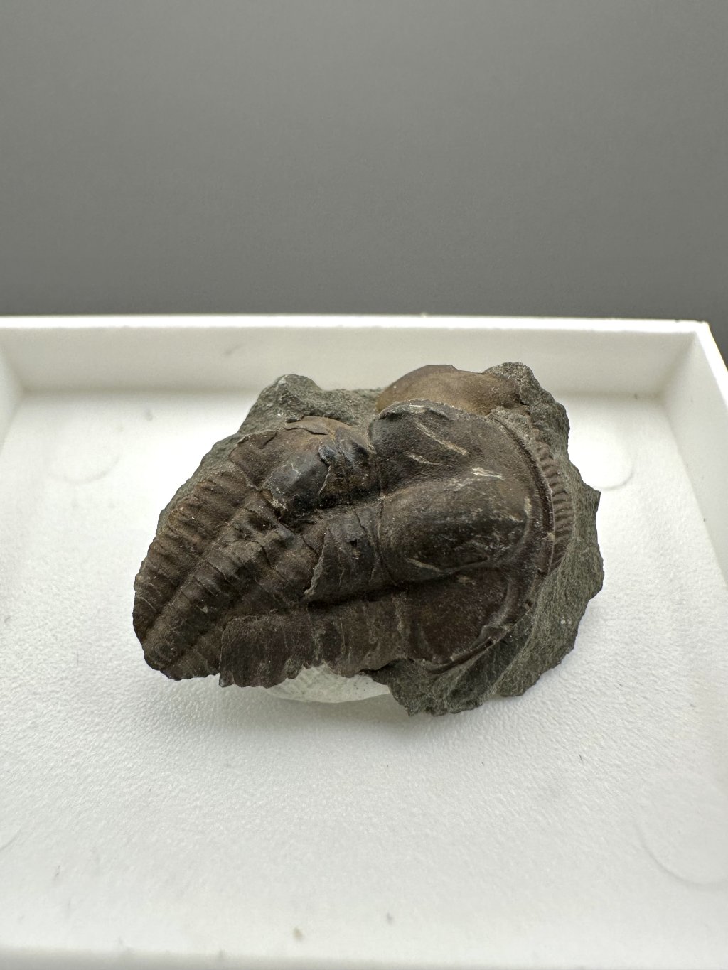 Trilobit Ellipsocephalus hoffi – Jince, CZ