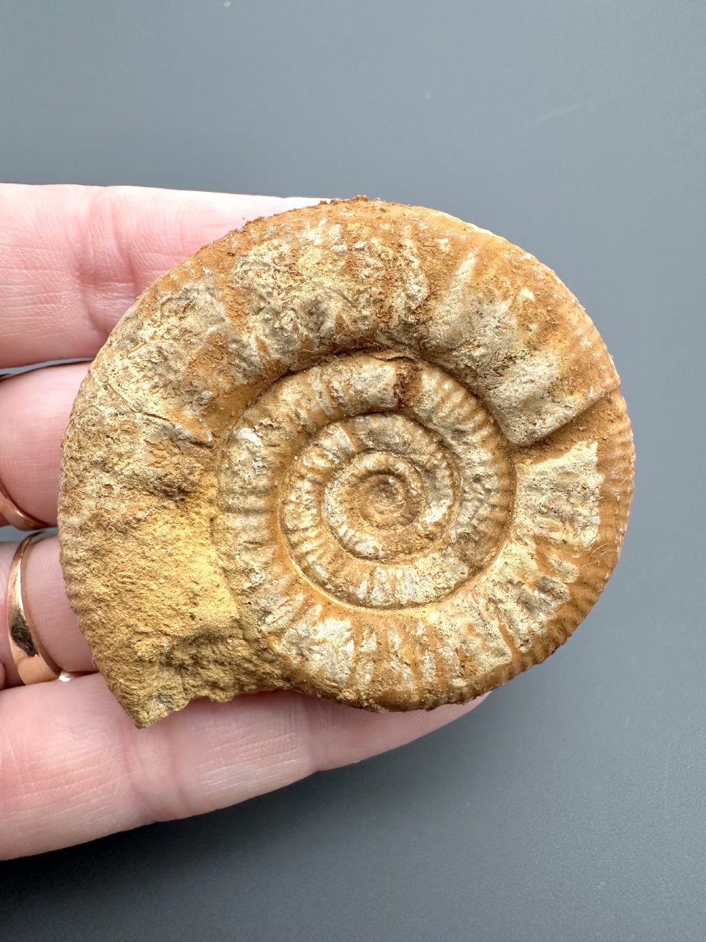 Ammonite  Perisphinctes 5,3cm – Oiron, West France