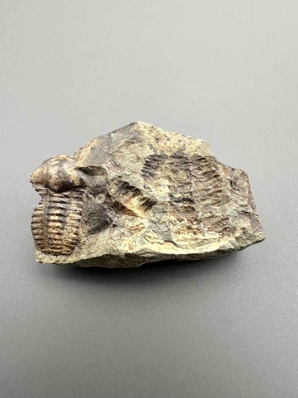 Trilobit Ellipsocephalus hoffi – Jince, CZ
