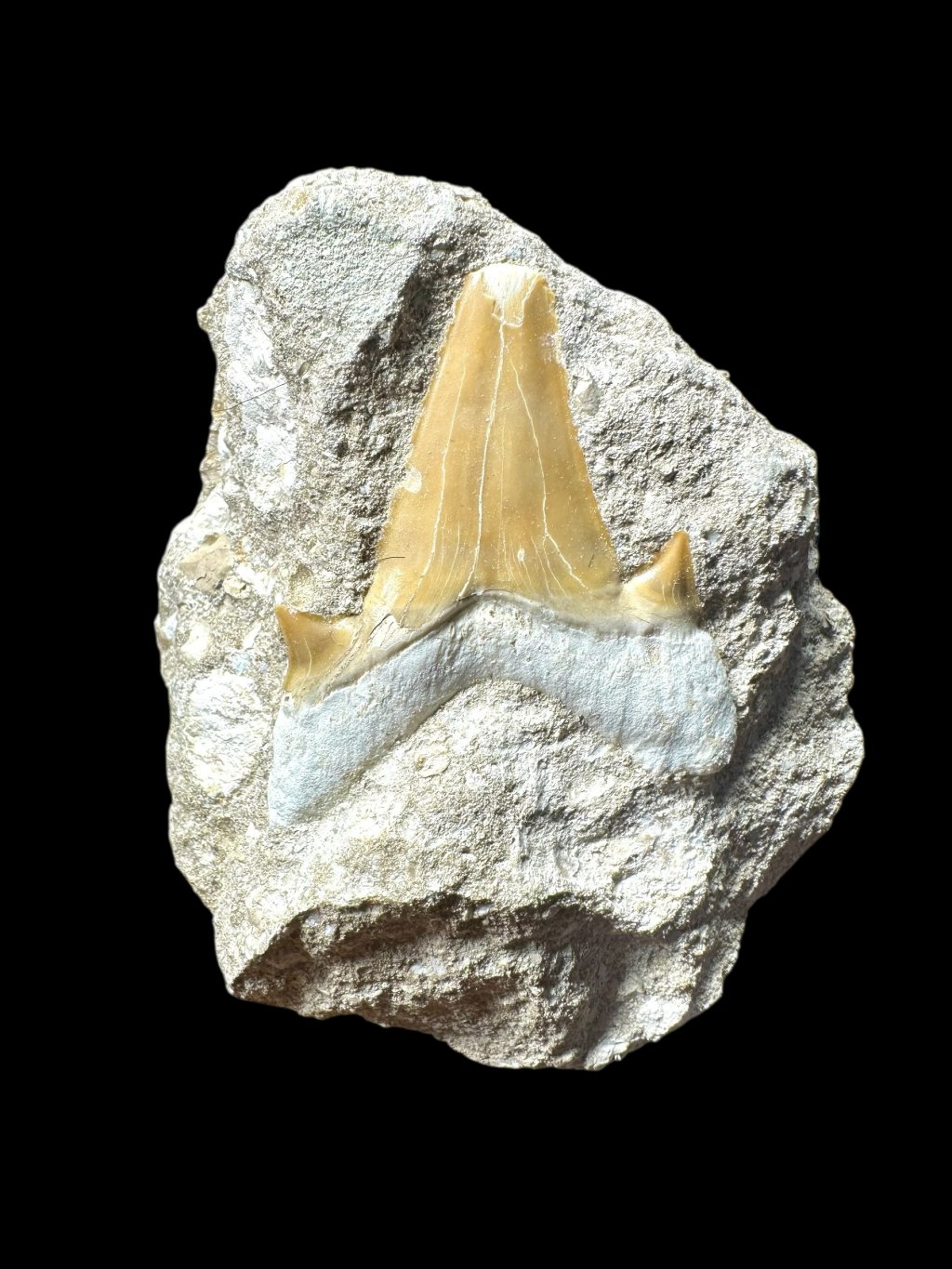 Photoroom 020 20250706 160135