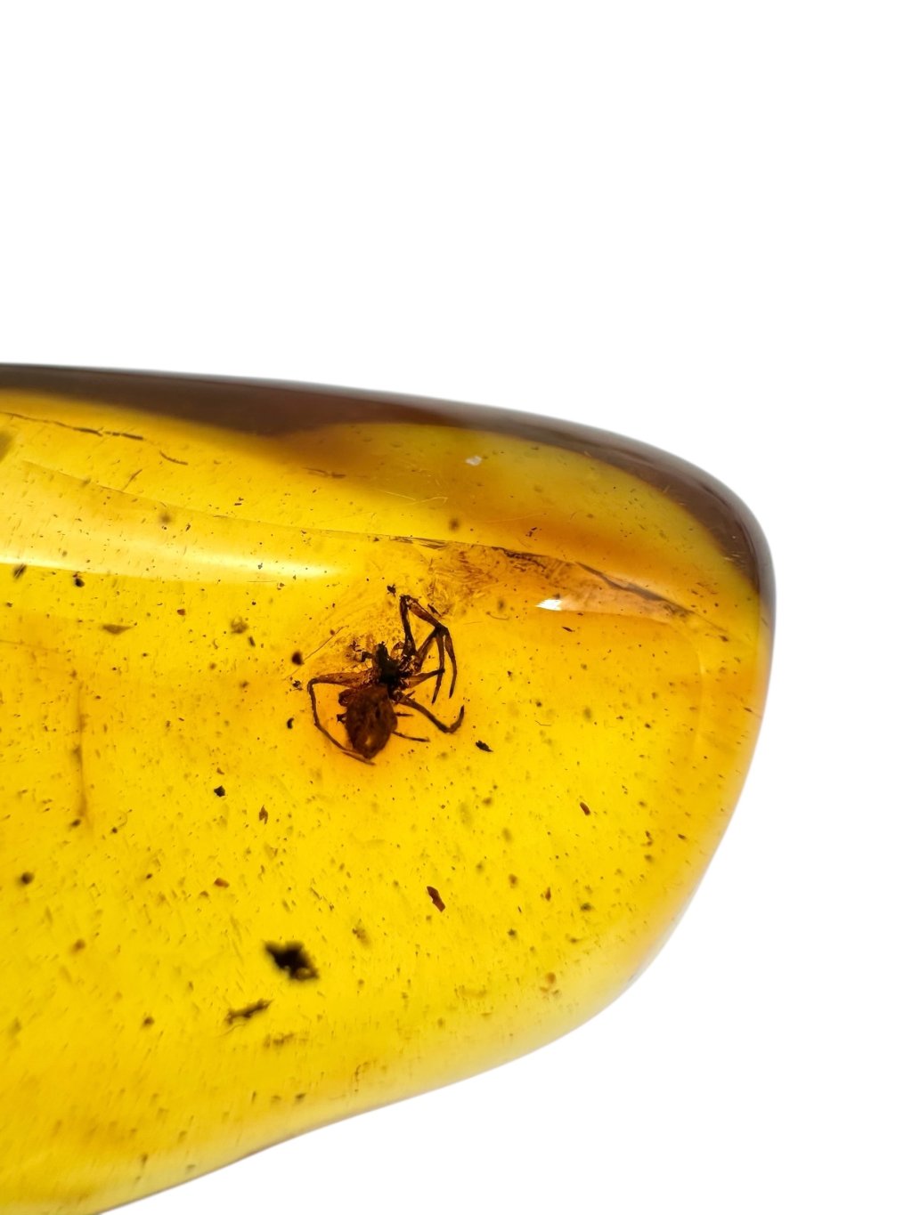 Photoroom 030 20250723 141120