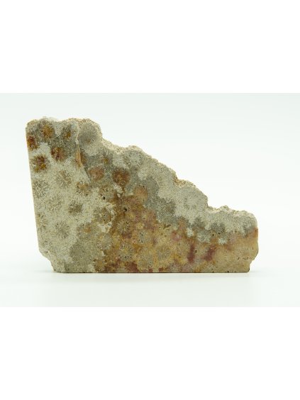 Fossile Koralle – Sumatra, Indonesien