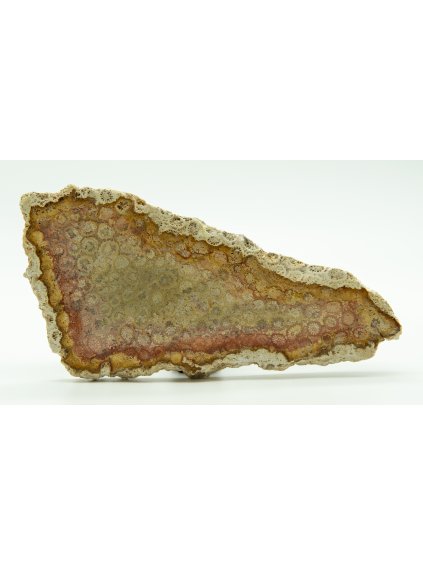 Fossil coral – Sumatra, Indonesia