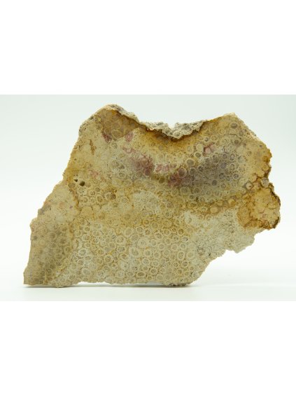 Fosilní korál – Sumatra, Indonésie