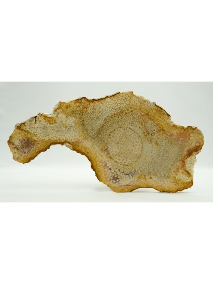 Fosilní korál – Sumatra, Indonésie