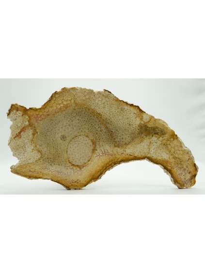 Fosilní korál – Sumatra, Indonésie