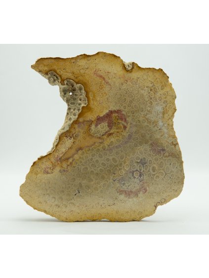 Fosilní korál – Sumatra, Indonésie