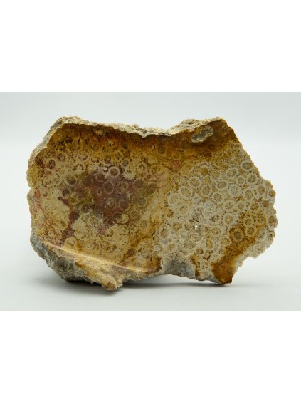 Fosilní korál – Sumatra, Indonésie