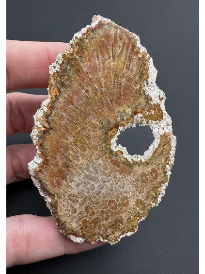 Fosilní korál – Sumatra, Indonésie