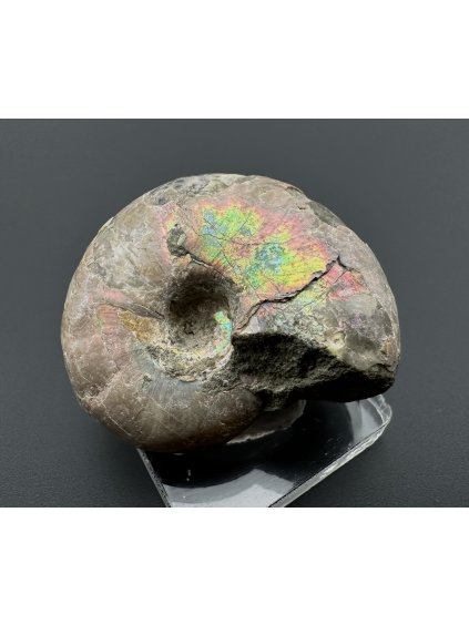 Amonit 3,5cm – Madagaskar