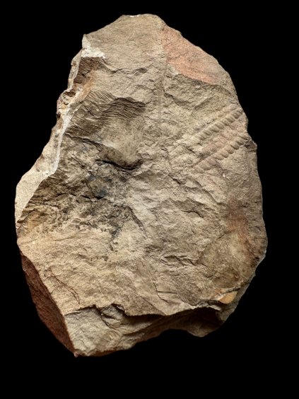 Karbonské kapradiny – Zbuch, ČR