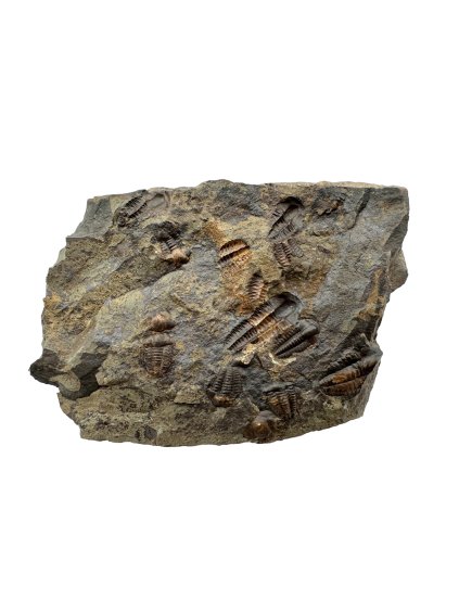 Trilobit Ellipsocephalus hoffi – Jince, CZ