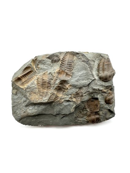 Trilobit Ellipsocephalus hoffi – Jince, CZ