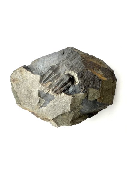 Trilobit Ellipsocephalus hoffi – Jince, ČR