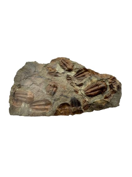 Trilobit Ellipsocephalus hoffi – Jince, ČR
