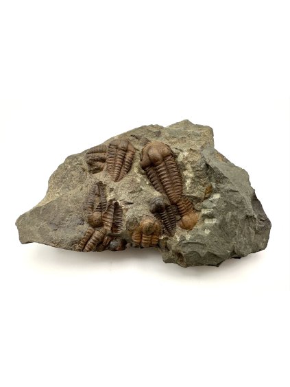 Trilobit Ellipsocephalus hoffi – Jince, CZ