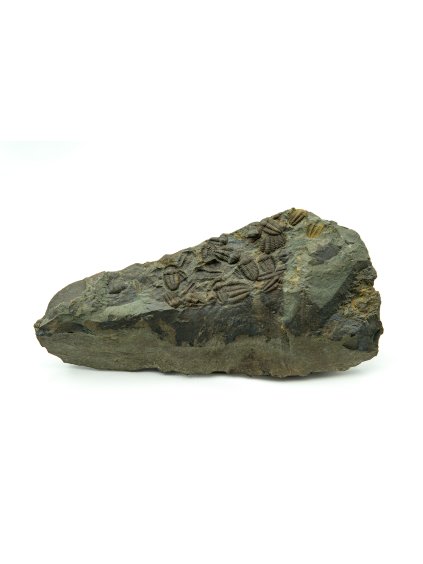 Trilobit Ellipsocephalus hoffi – Jince, CZ
