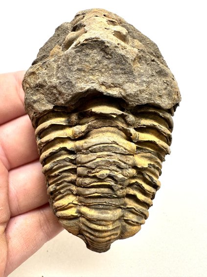 Trilobit 8cm – Velký Atlas, Maroko