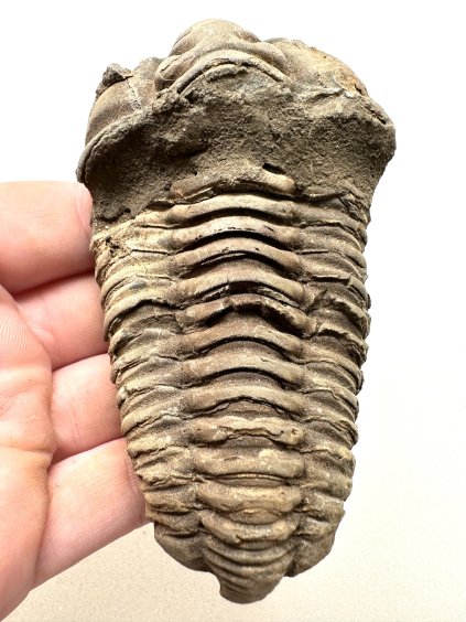 Trilobit – Hoher Atlas, Marokko