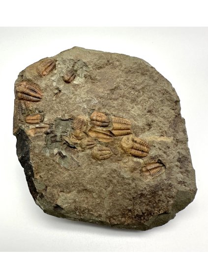 Trilobit Ellipsocephalus hoffi – Jince, CZ