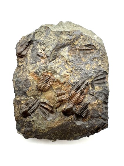 Trilobit Ellipsocephalus hoffi – Jince, ČR