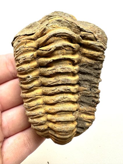 Trilobit – Hoher Atlas, Marokko