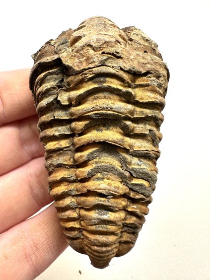 Trilobit – Velký Atlas, Maroko