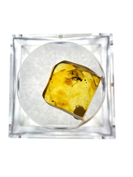 Insects in amber in a box with magnifying glass – Lithuania