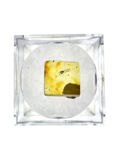 Insects in amber in a box with magnifying glass – Lithuania