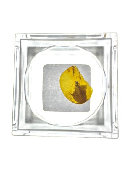 Insects in amber in a box with magnifying glass – Lithuania