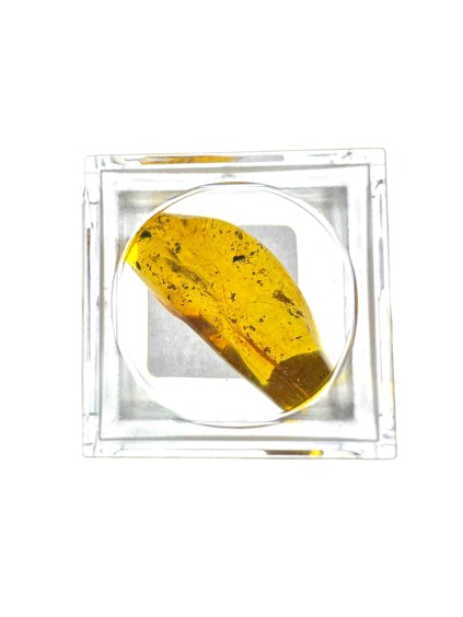 Insects in amber in a box with magnifying glass – Lithuania