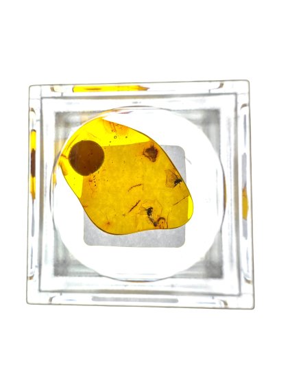 Insects in amber in a box with magnifying glass – Lithuania