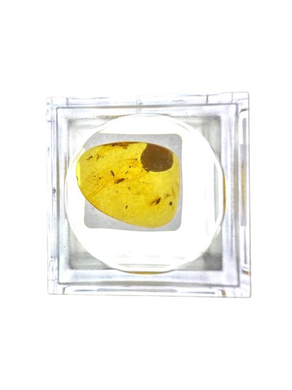 Insects in amber in a box with magnifying glass – Lithuania