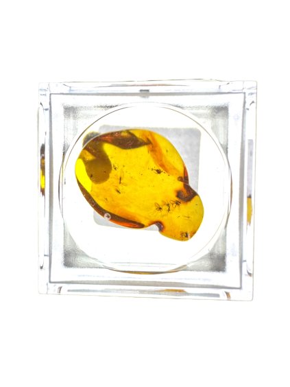 Insects in amber in a box with magnifying glass – Lithuania