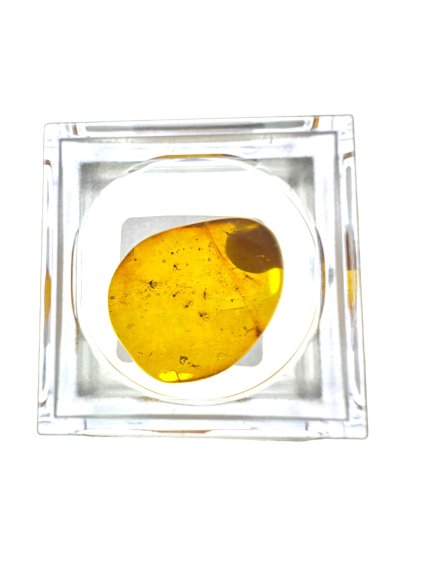 Insects in amber in a box with magnifying glass – Lithuania