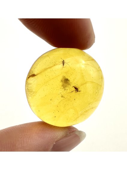 Insects in amber – Lithuania – 3g