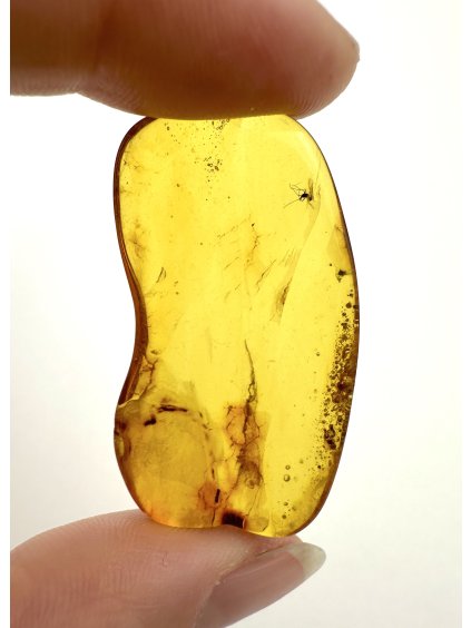 Insekten im Bernstein – Litauen