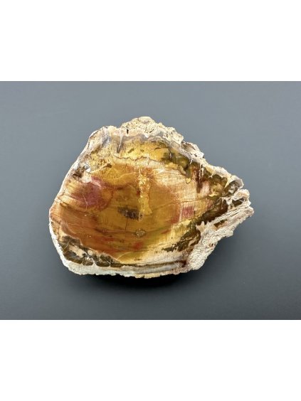 Zkamenělé dřevo "Araukarit" 6,6cm – Madagaskar