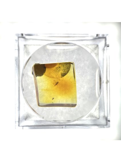Insects in amber in a box with magnifying glass – Lithuania