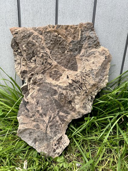 Fossil flora  – Most, CZ