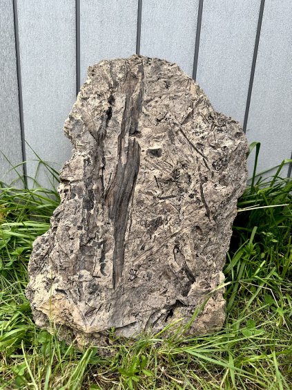 Fossile Flora – Most, CZ