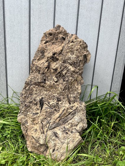 Fossil flora  – Most, CZ