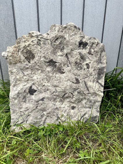Fossile Flora – Most, CZ