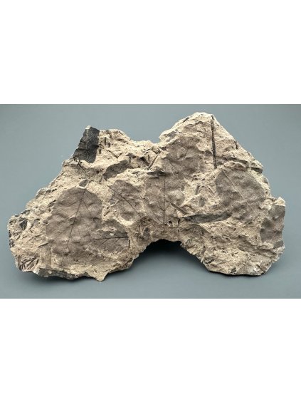 Fossile Flora – Most, CZ