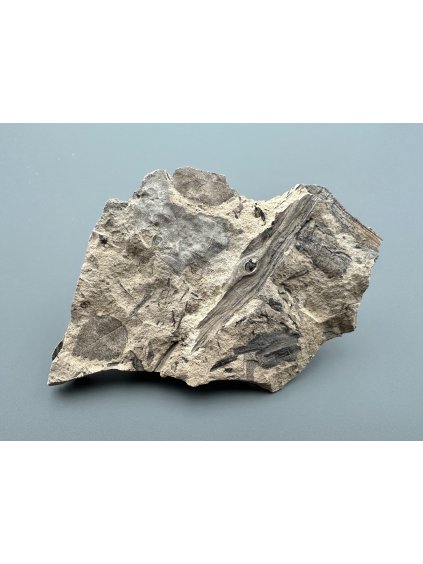 Fossile Flora – Most, CZ