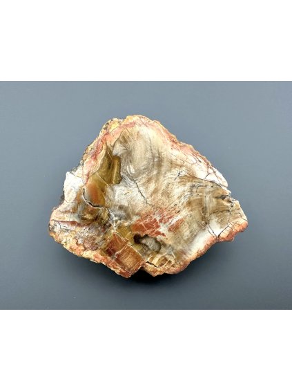 Zkamenělé dřevo "Araukarit" 7,1cm – Madagaskar